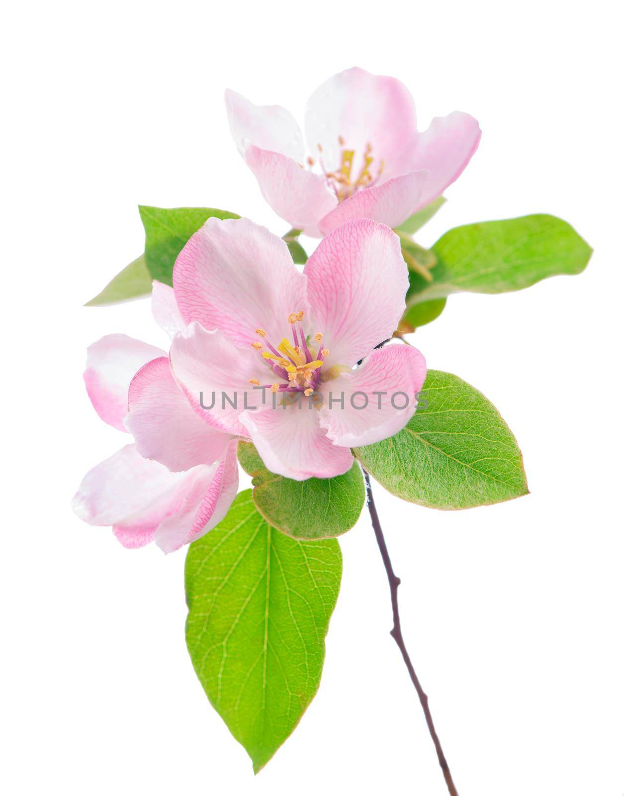 apple flowers branch isolated on white background