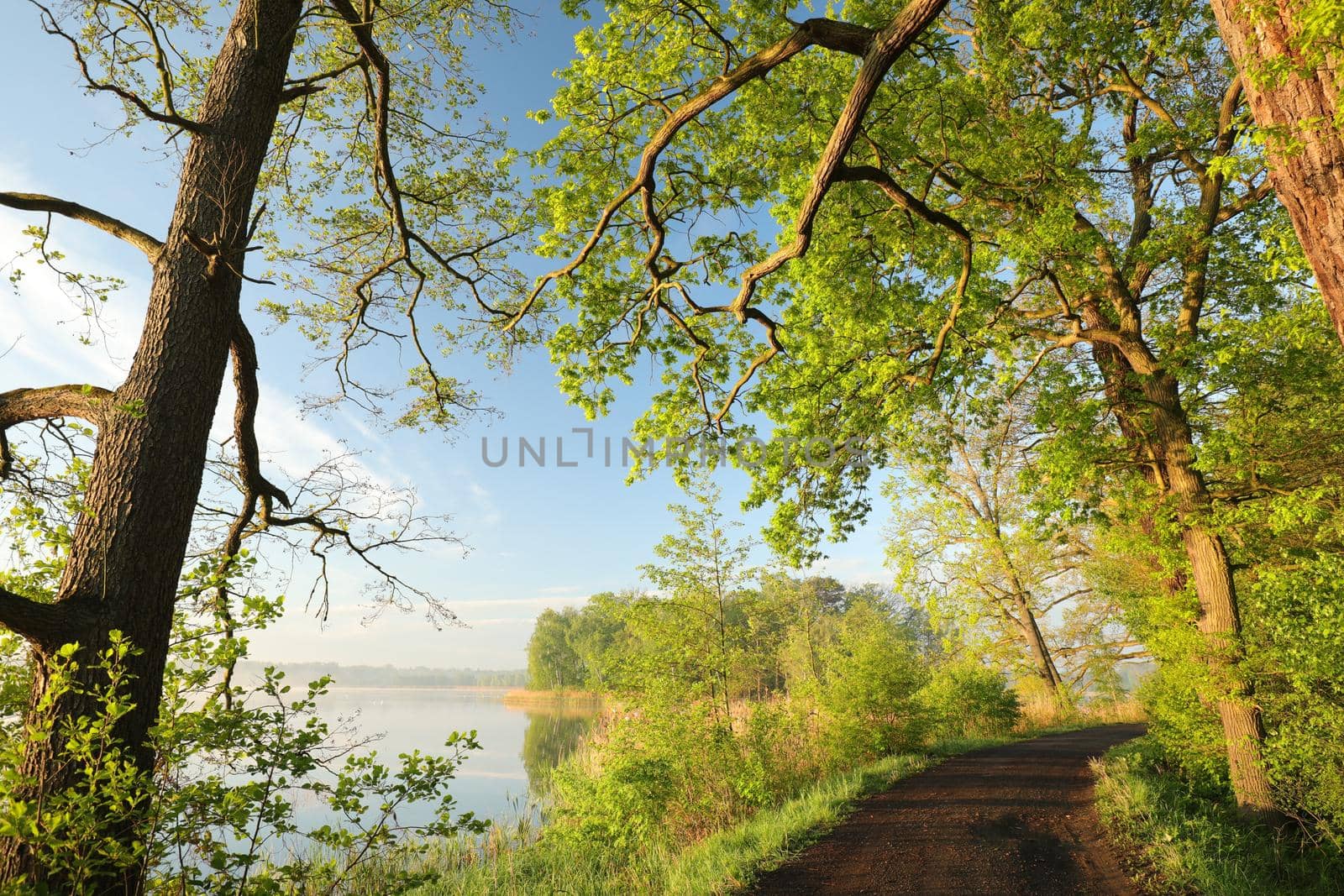 Oaks at the edge of a lake on a spring morning.