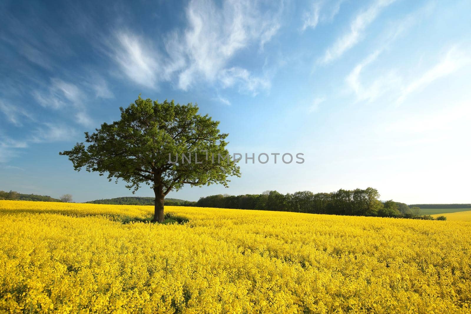 Tree on a blooming rapeseed field.