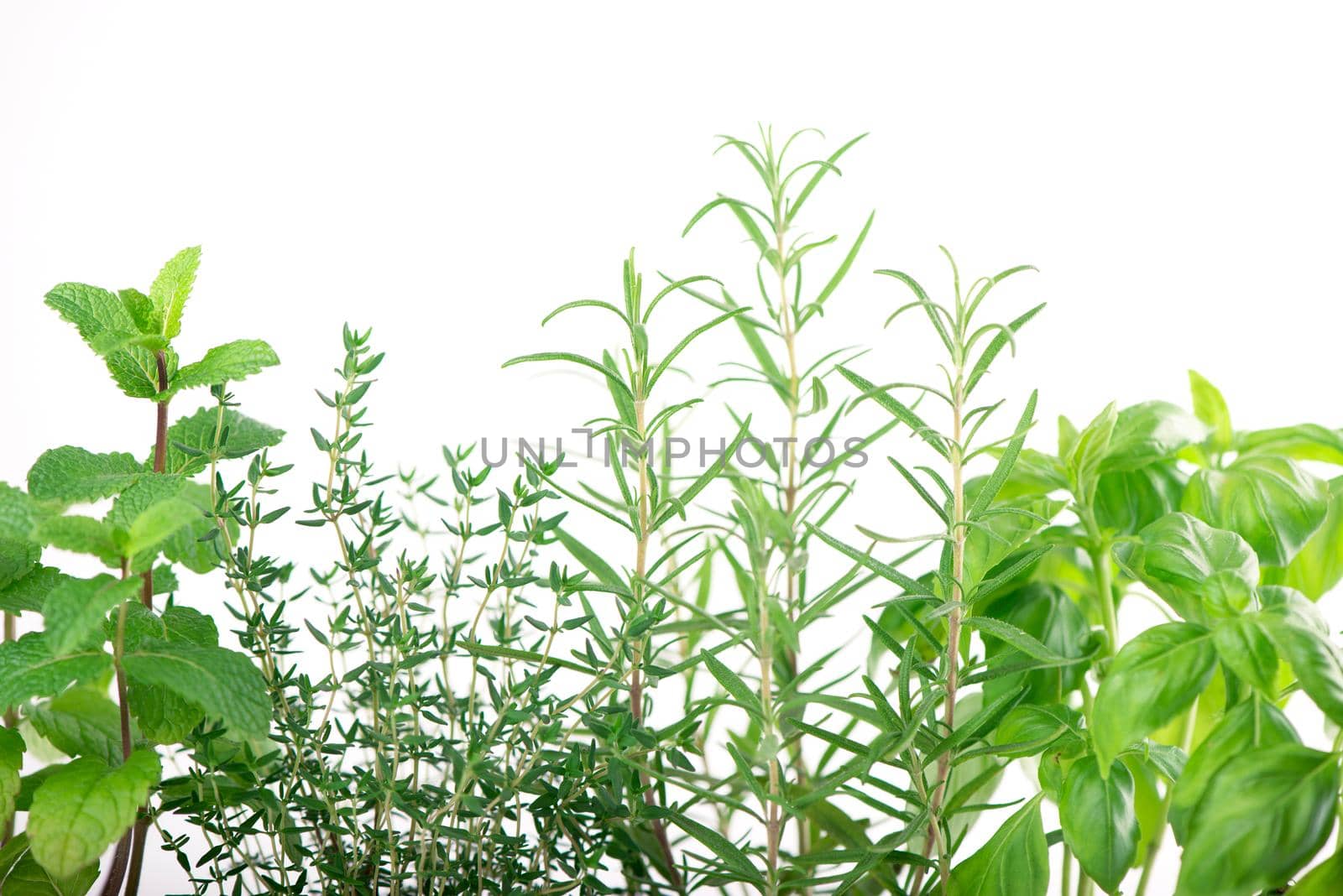 Fresh green kitchen herbs isolated over white background.
