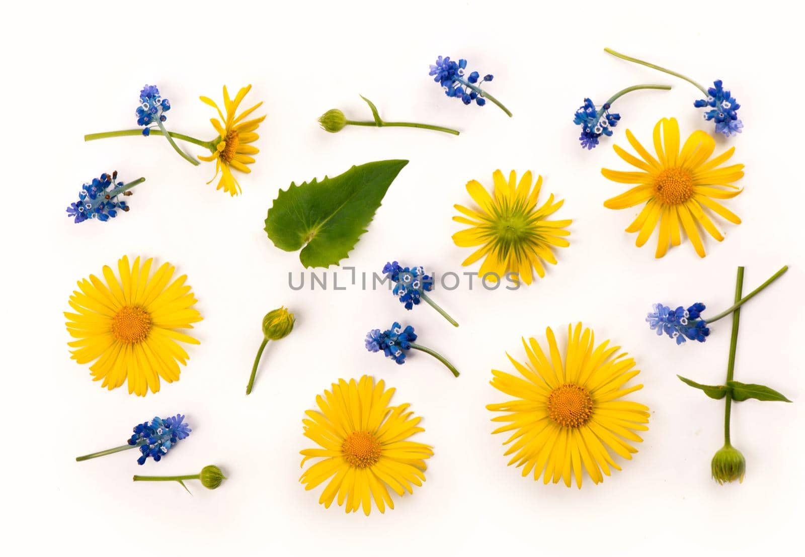 Spring flower heads yellow daisies and hyacinths isolated on white background by aprilphoto