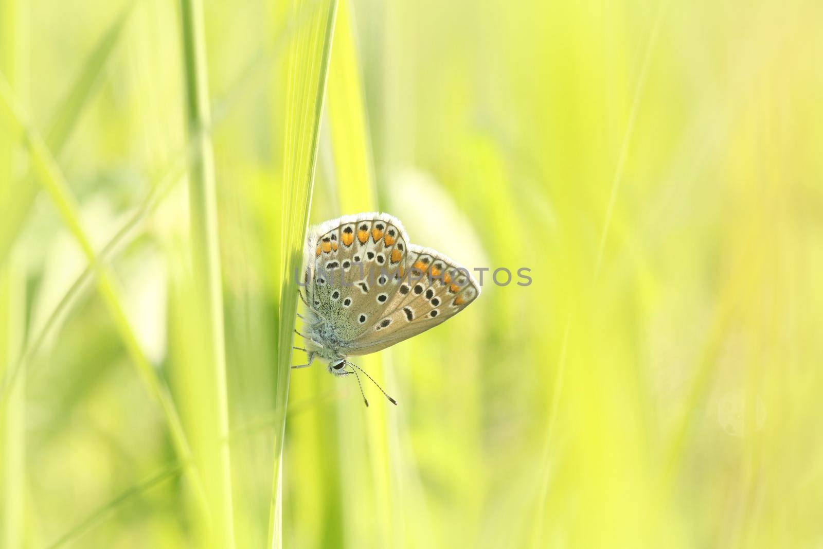 Common Blue Butterfly in the meadow at sunrise.