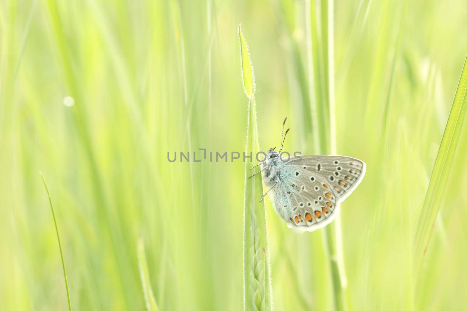 Common Blue Butterfly in the meadow at sunrise.