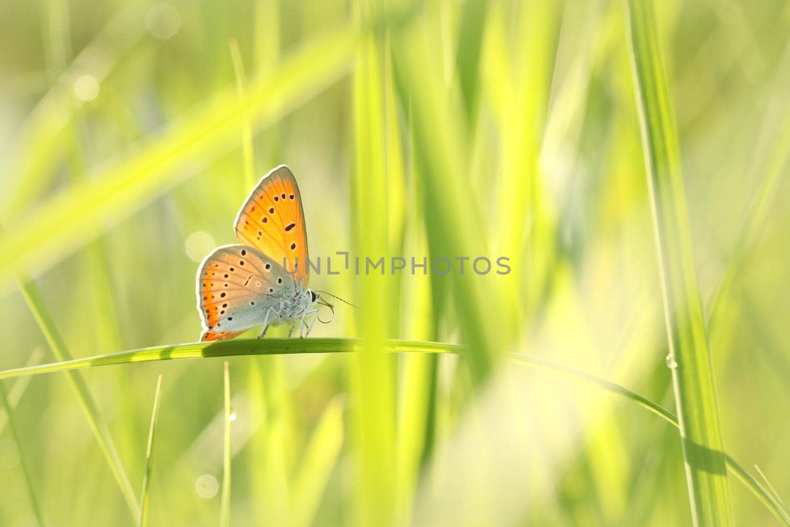 Butterfly on a spring meadow in the sunshine