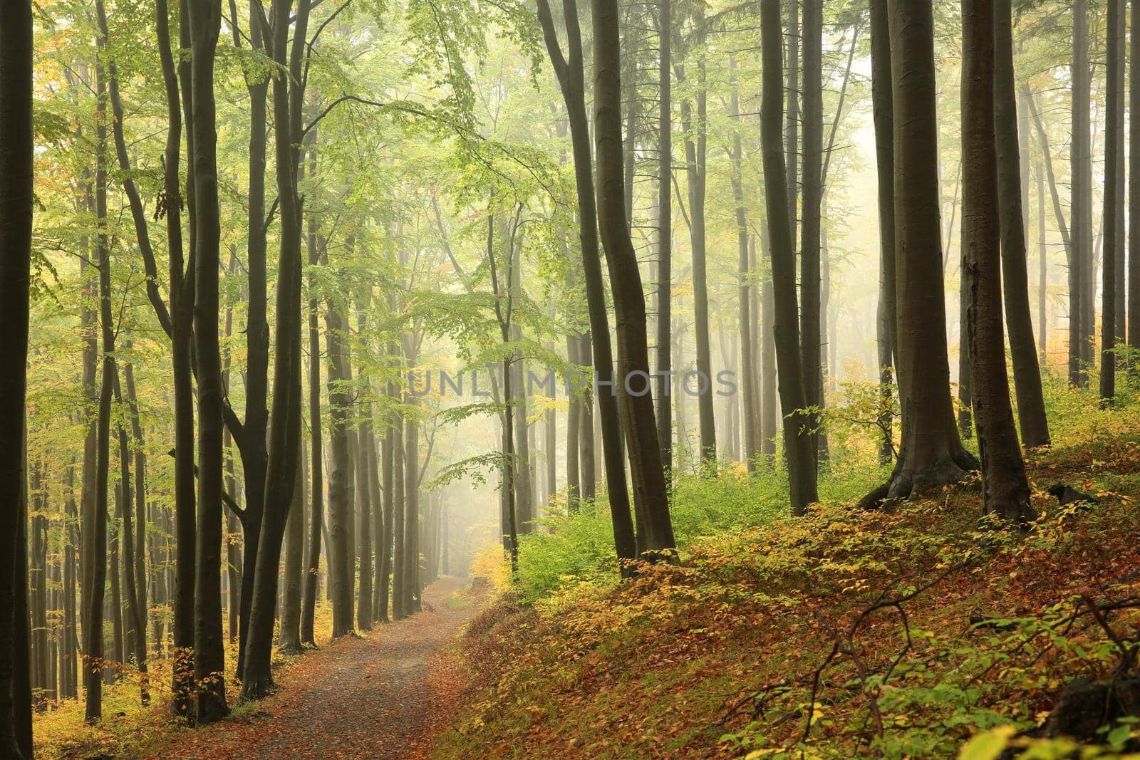 Trail among beech trees in an autumn forest in foggy weather.
