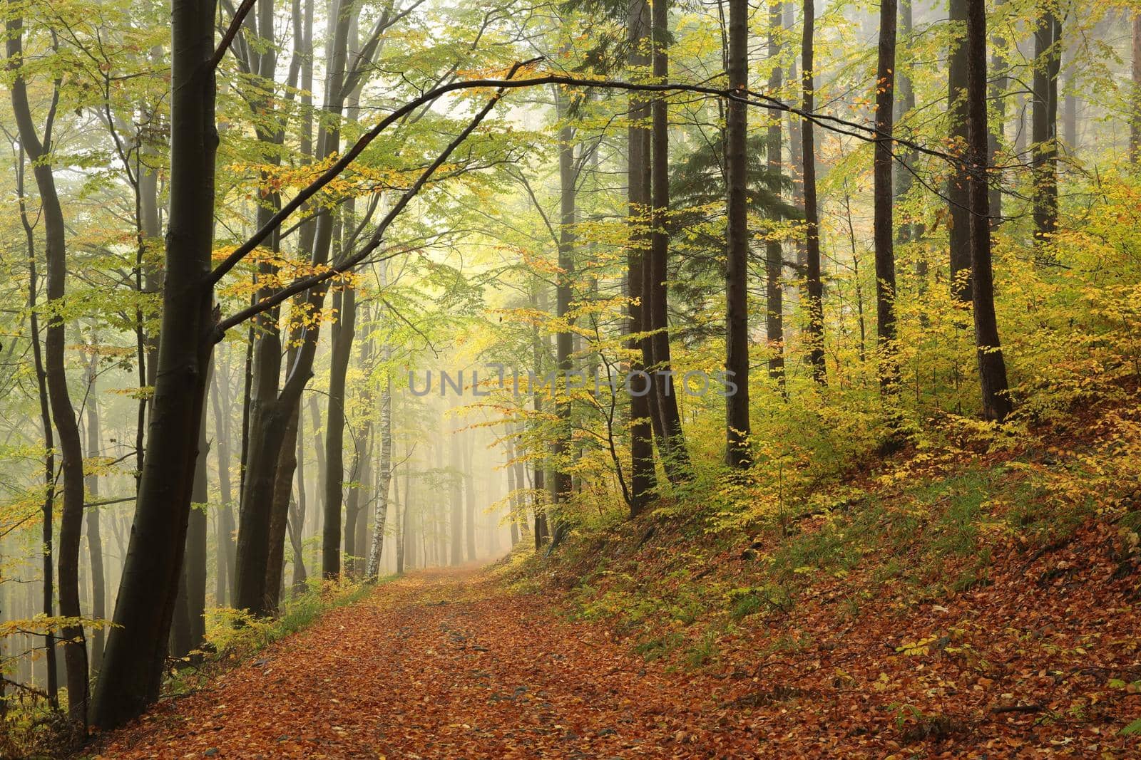 Trail among beech trees in an autumn forest in foggy weather.