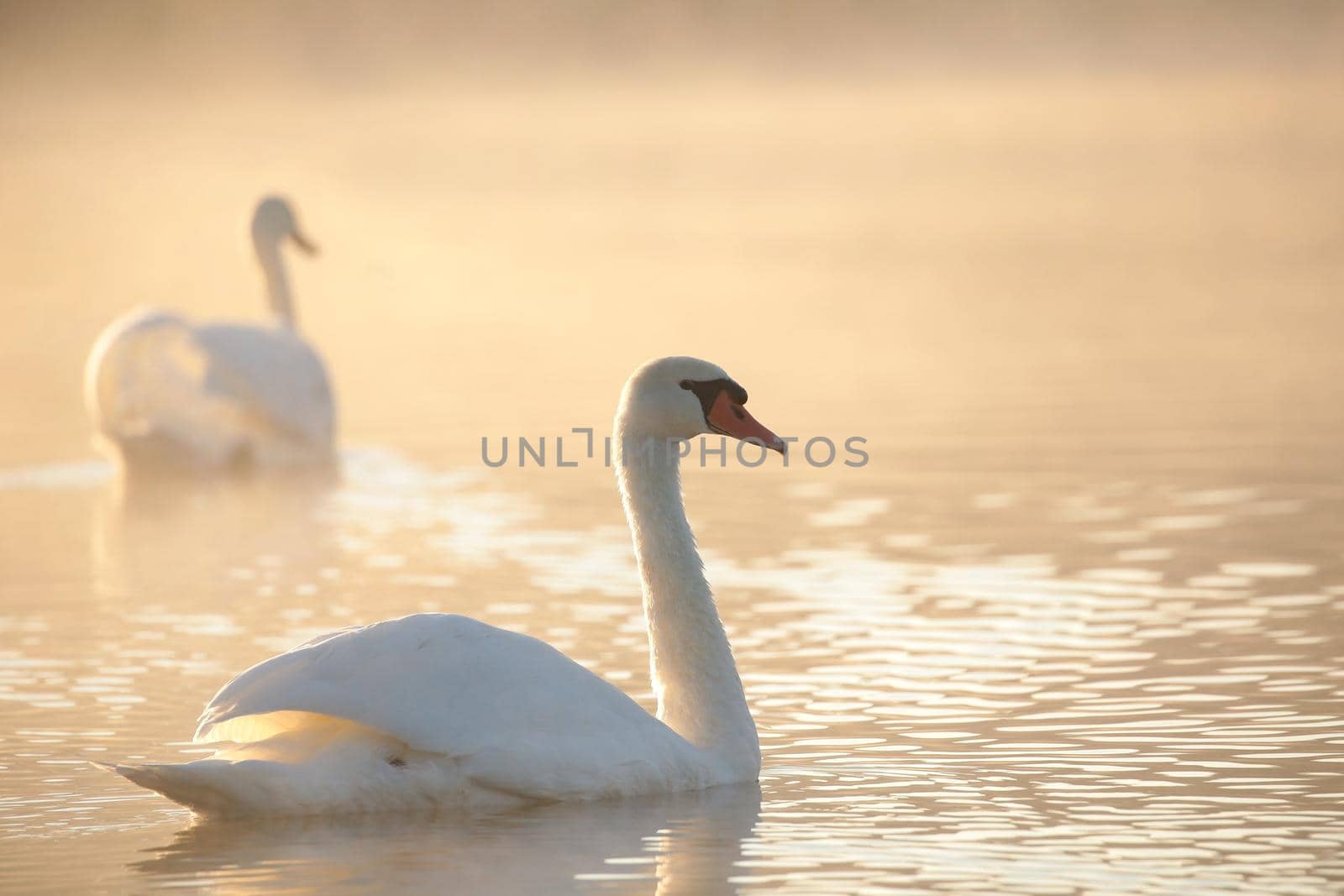 Swans on the lake at dawn.