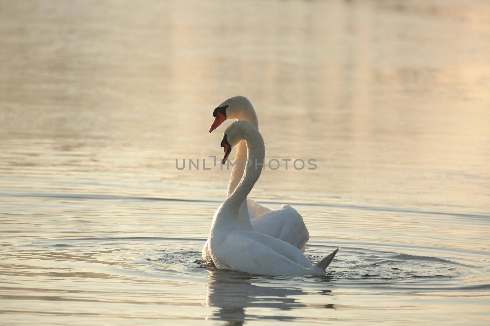 Swans on the lake at dawn.