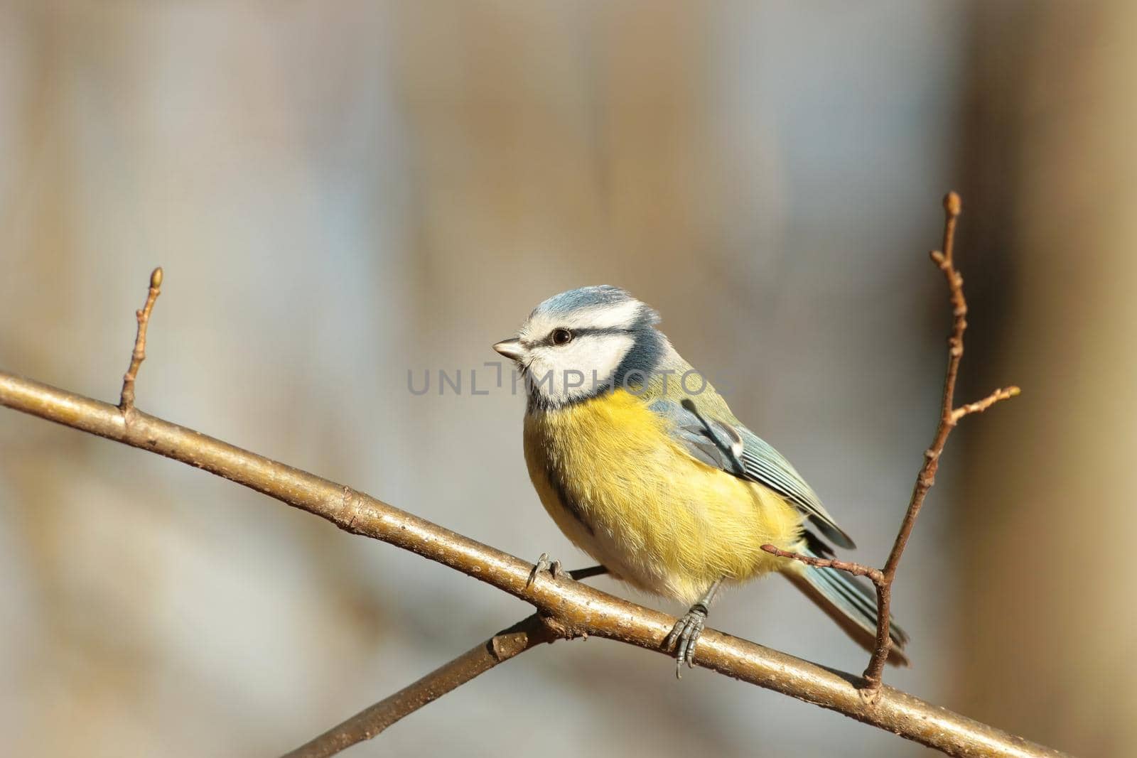 Blue tit (Parus caeruleus) on a twig.