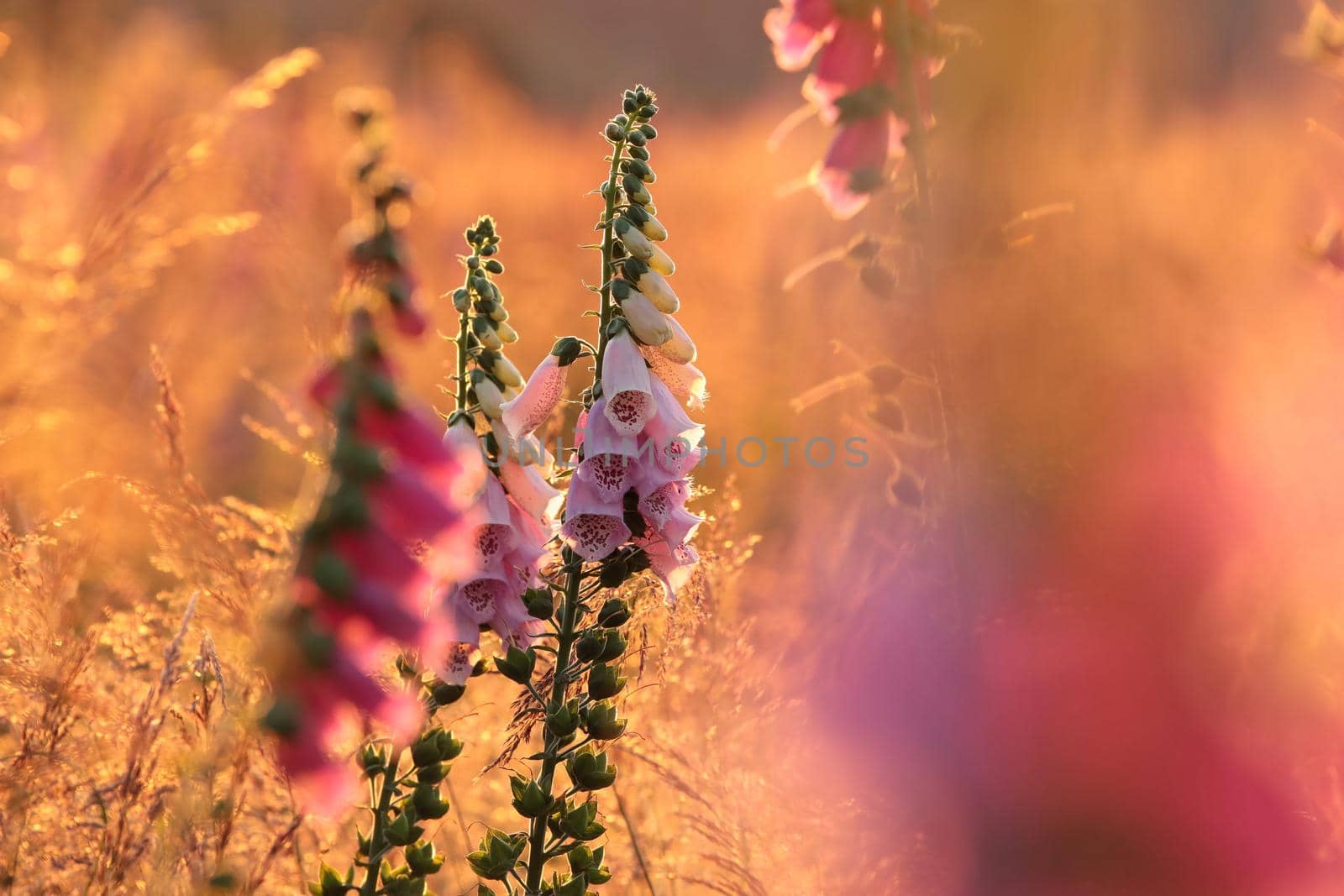 Purple foxglove - Digitalis purpurea during sunrise
