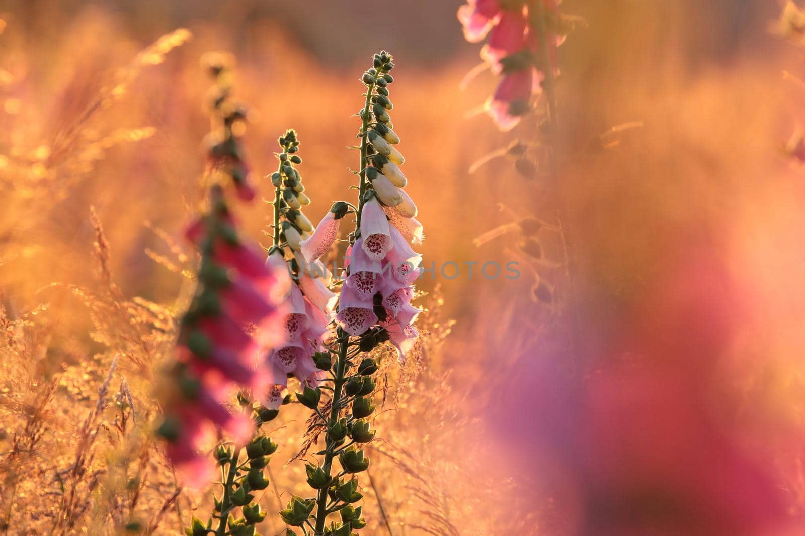 Purple foxglove - Digitalis purpurea during sunrise