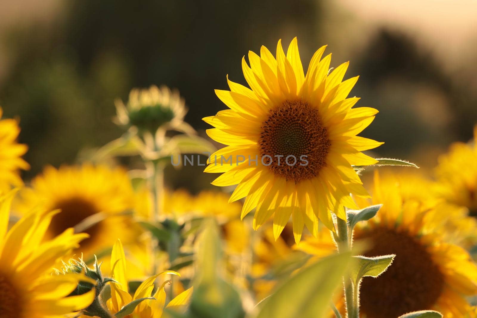 Sunflower - Helianthus annuus in the field at dusk