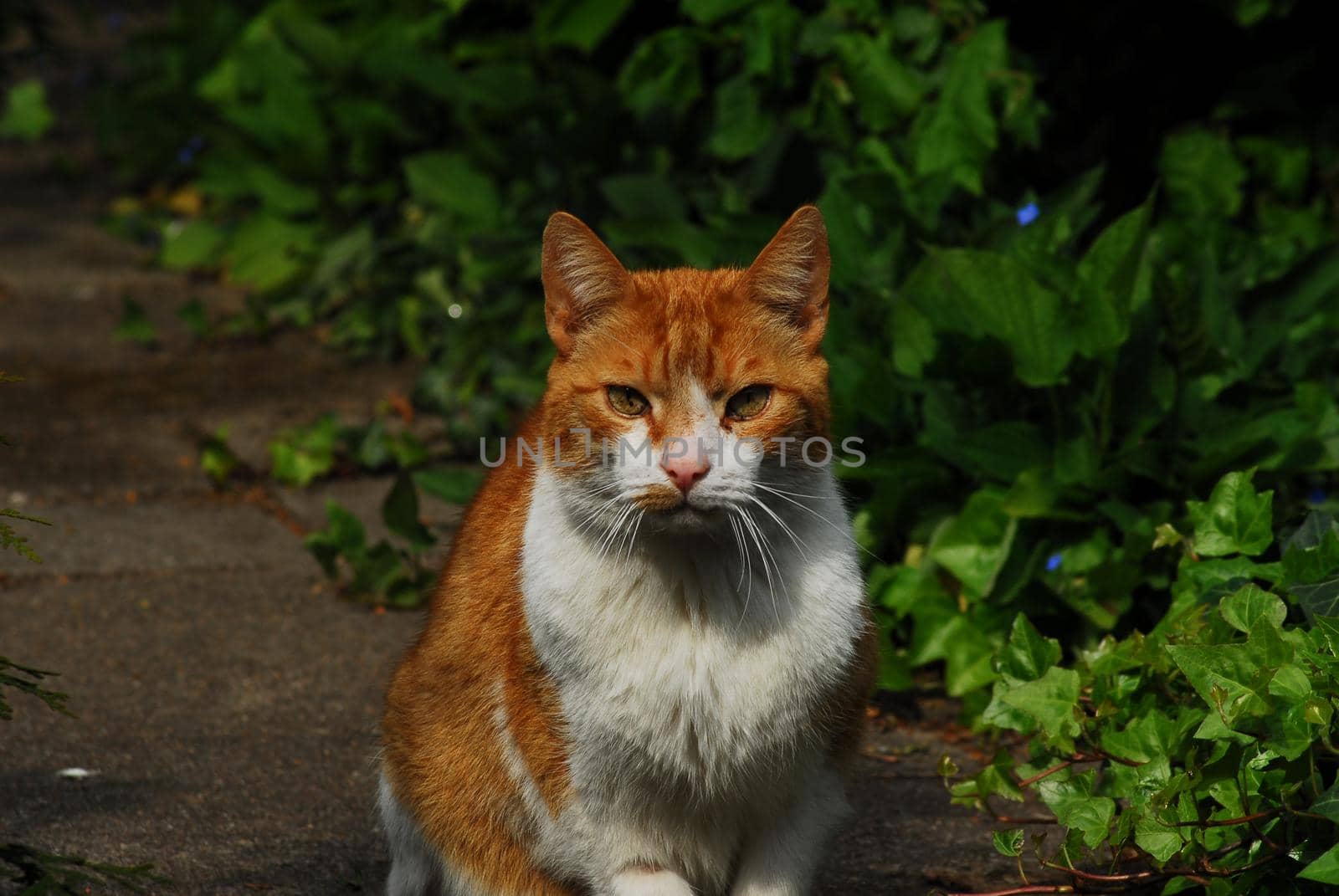 Red white cat sitting in the sunshine in the garden