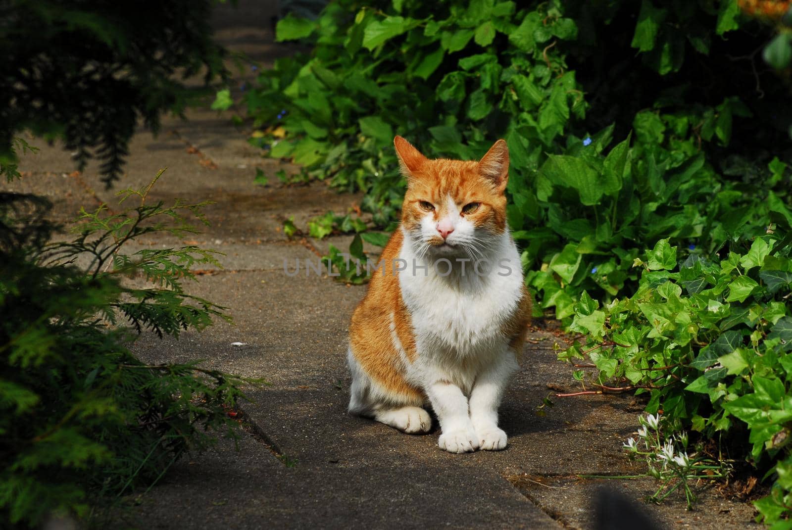 Red white cat sitting in the sunshine in the garden