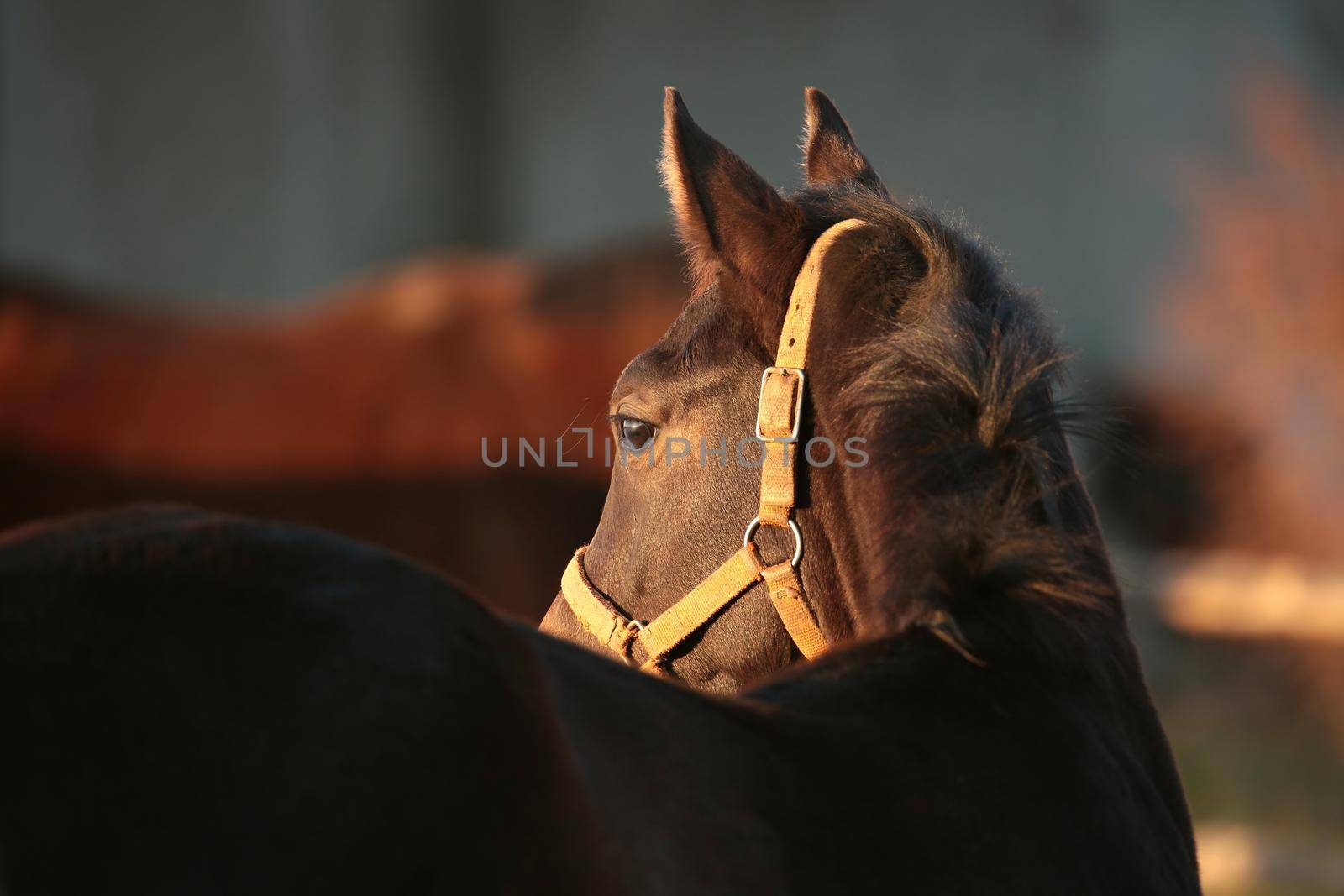 Horse at dusk by nature78