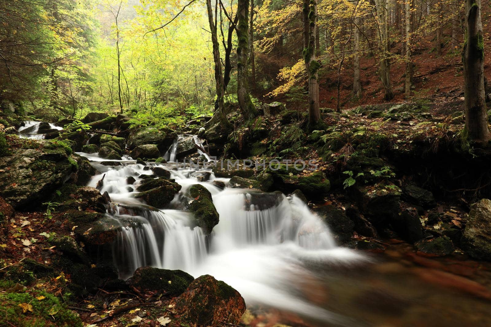 Forest stream flowing down from the mountain.