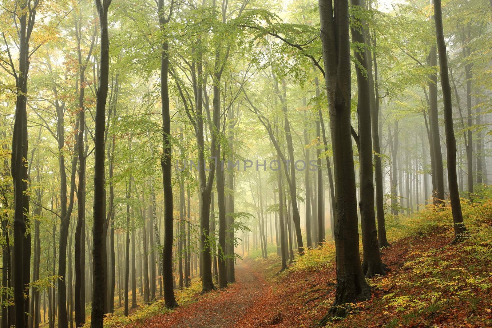 Beech trees in autumn forest on a foggy, rainy weather.