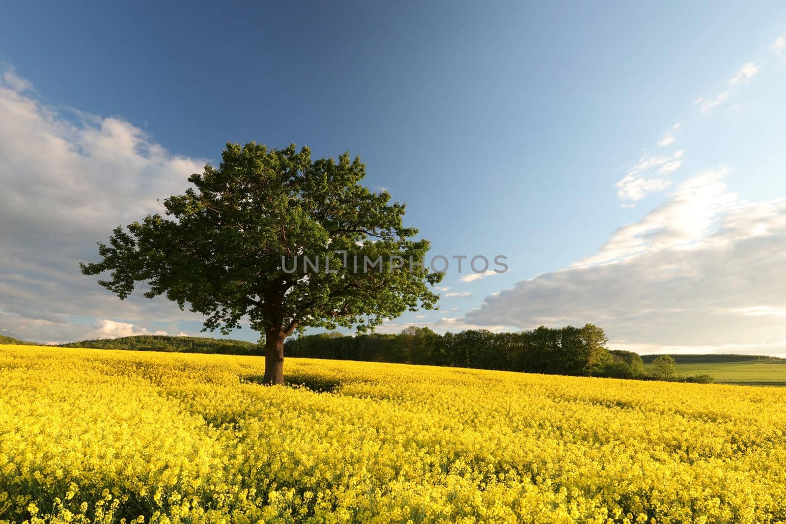 Tree on a blooming rapeseed field at dusk.