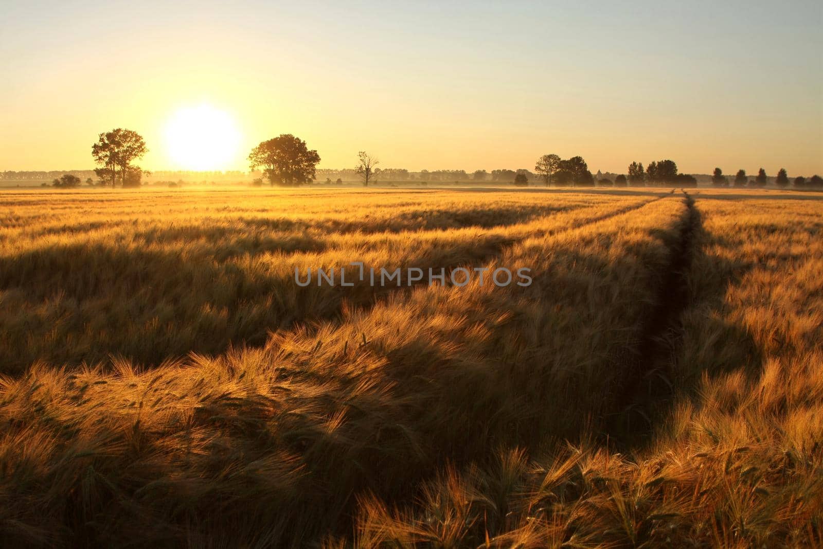 Sunrise over a field of wheat.