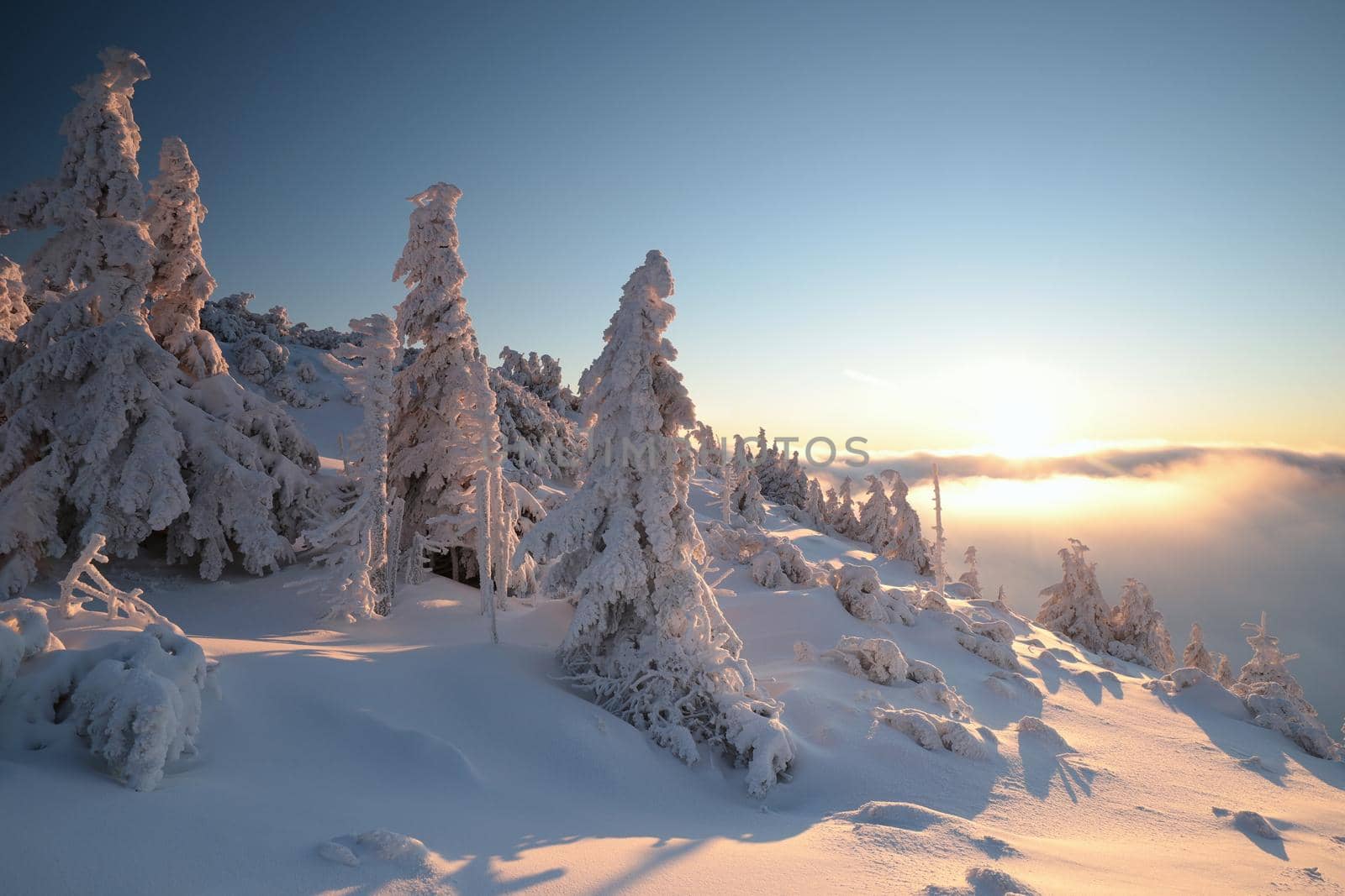 Spruce trees covered with snow on the mountain top against the blue sky at dusk