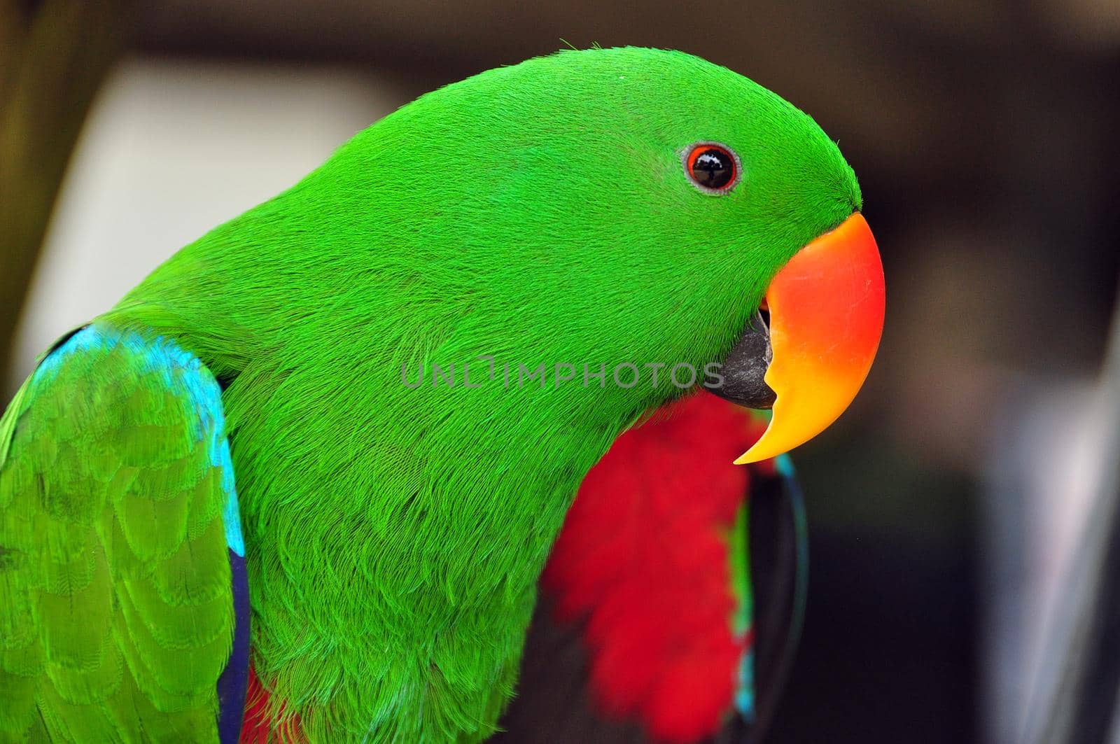 Green-headed Eclectus parrot, Closeup of vivid green-colored Eclectus parrot with bright beak by DogoraSun