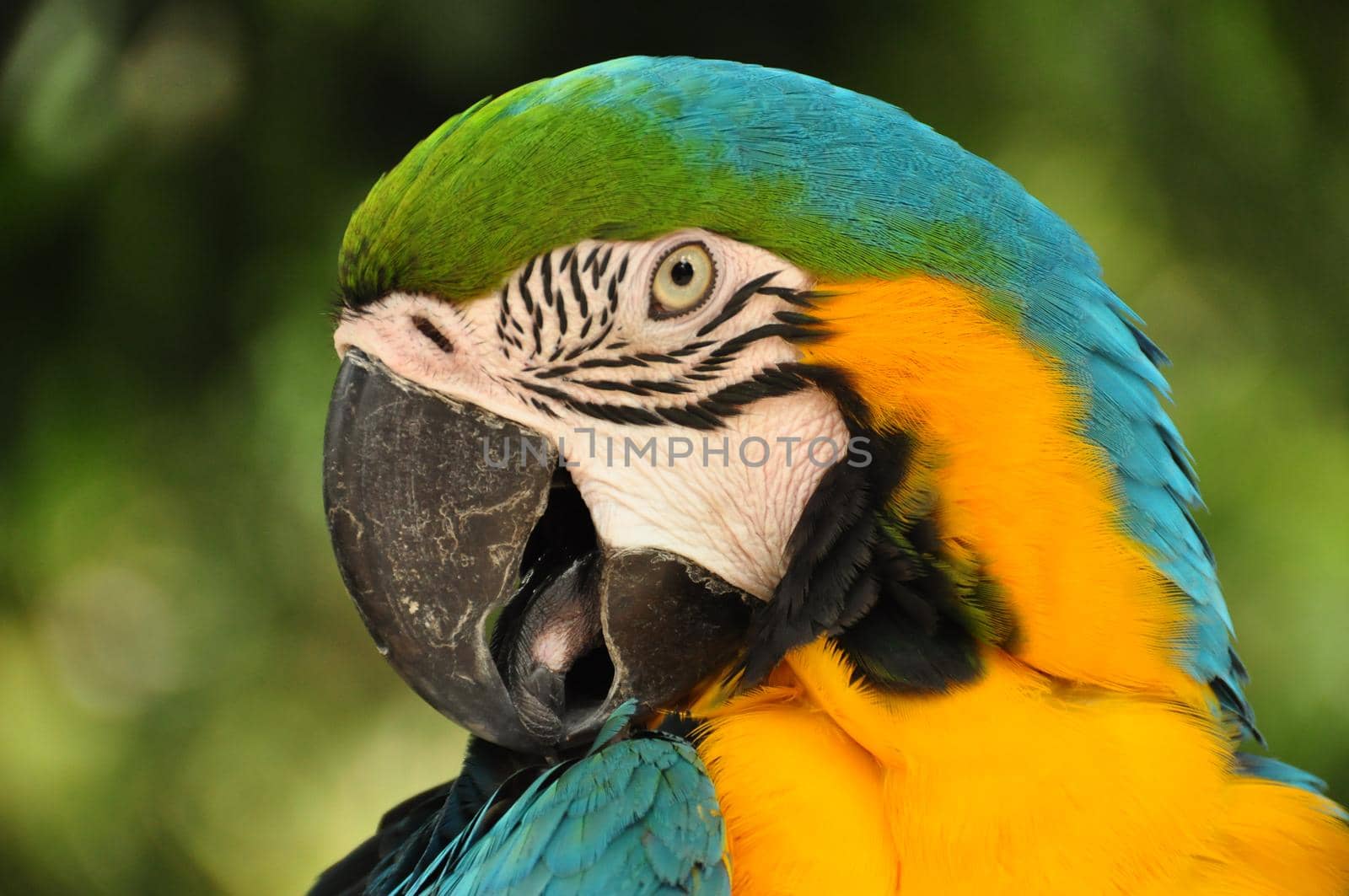 Closeup of multicolored macaw, Closeup shot of beautiful blue and yellow macaw bird in wild nature. by DogoraSun