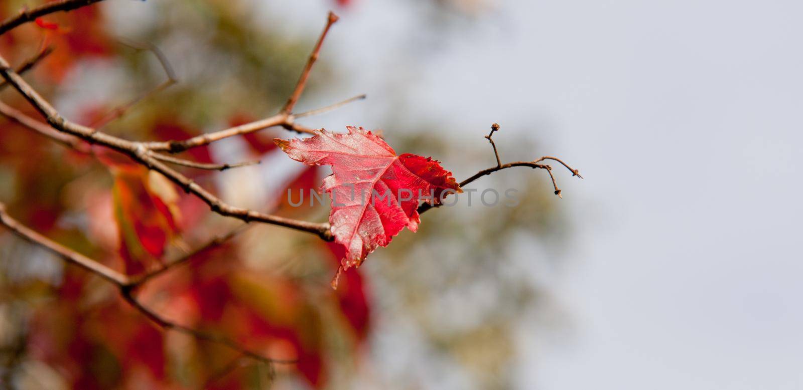 autumn red leaves by NelliPolk