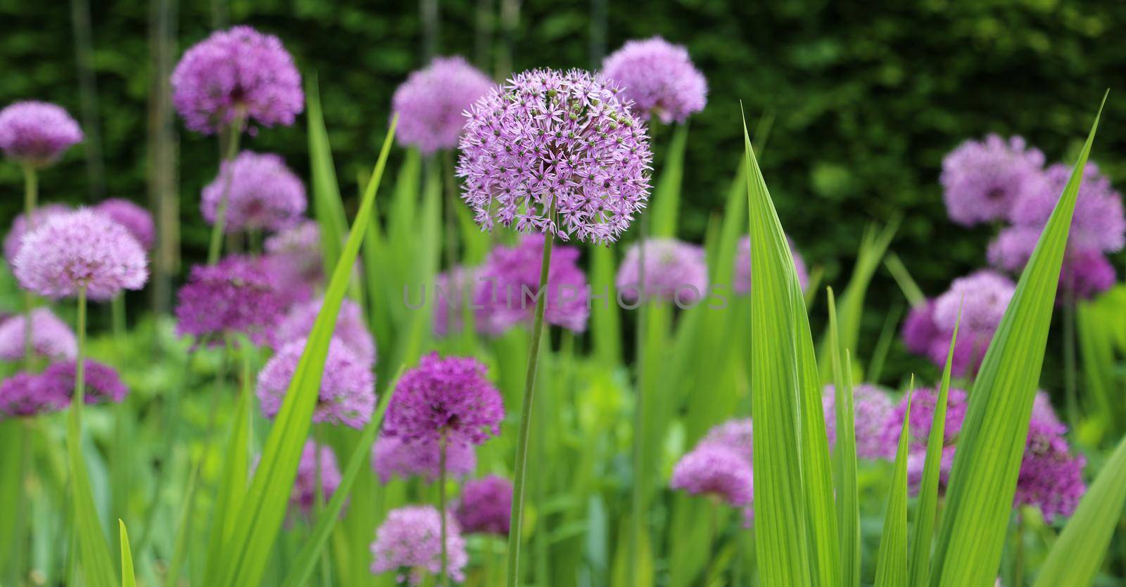 Spring garden violet flowers in green grass. Close up
