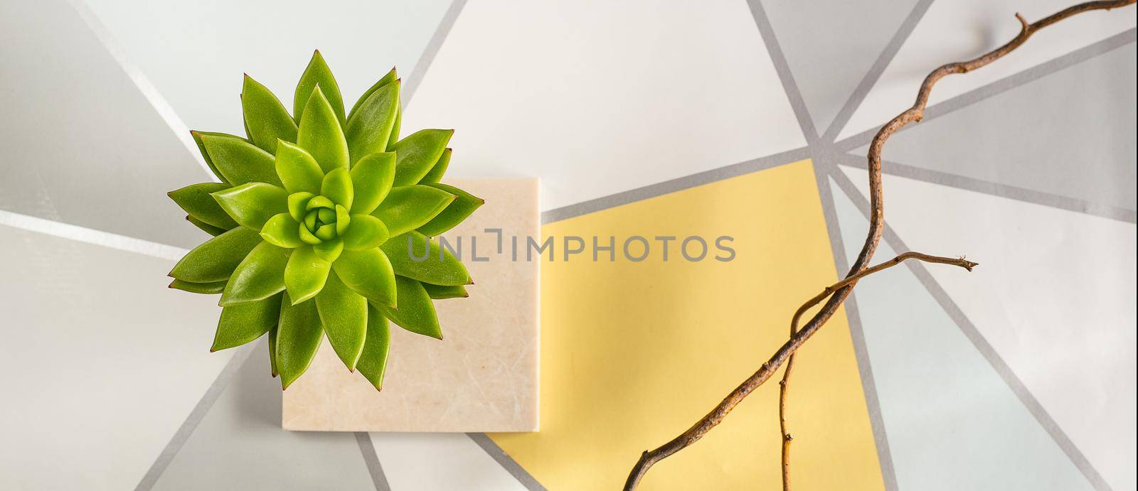workplace, home plant on pastel background. Horizontal flat lay