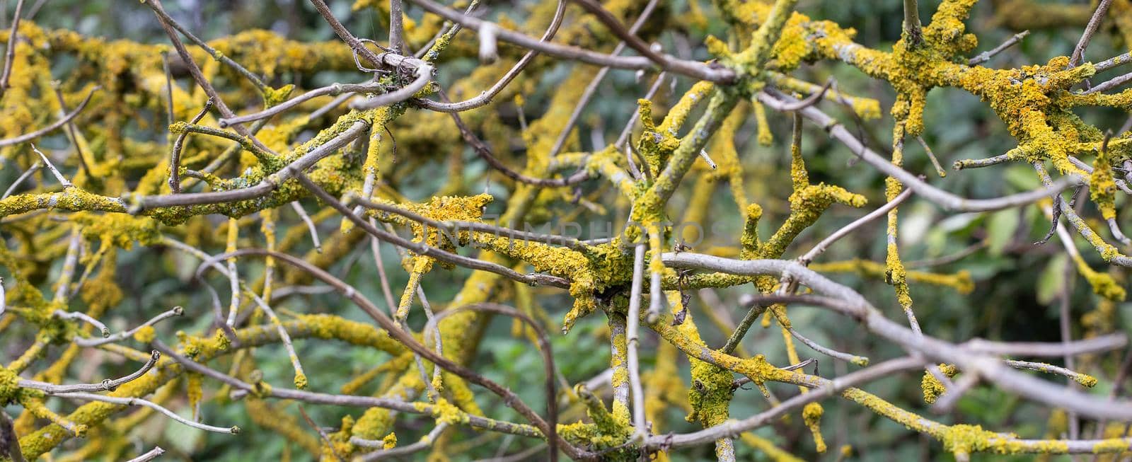 Autumn tree branches with liches fungus. Disease concept