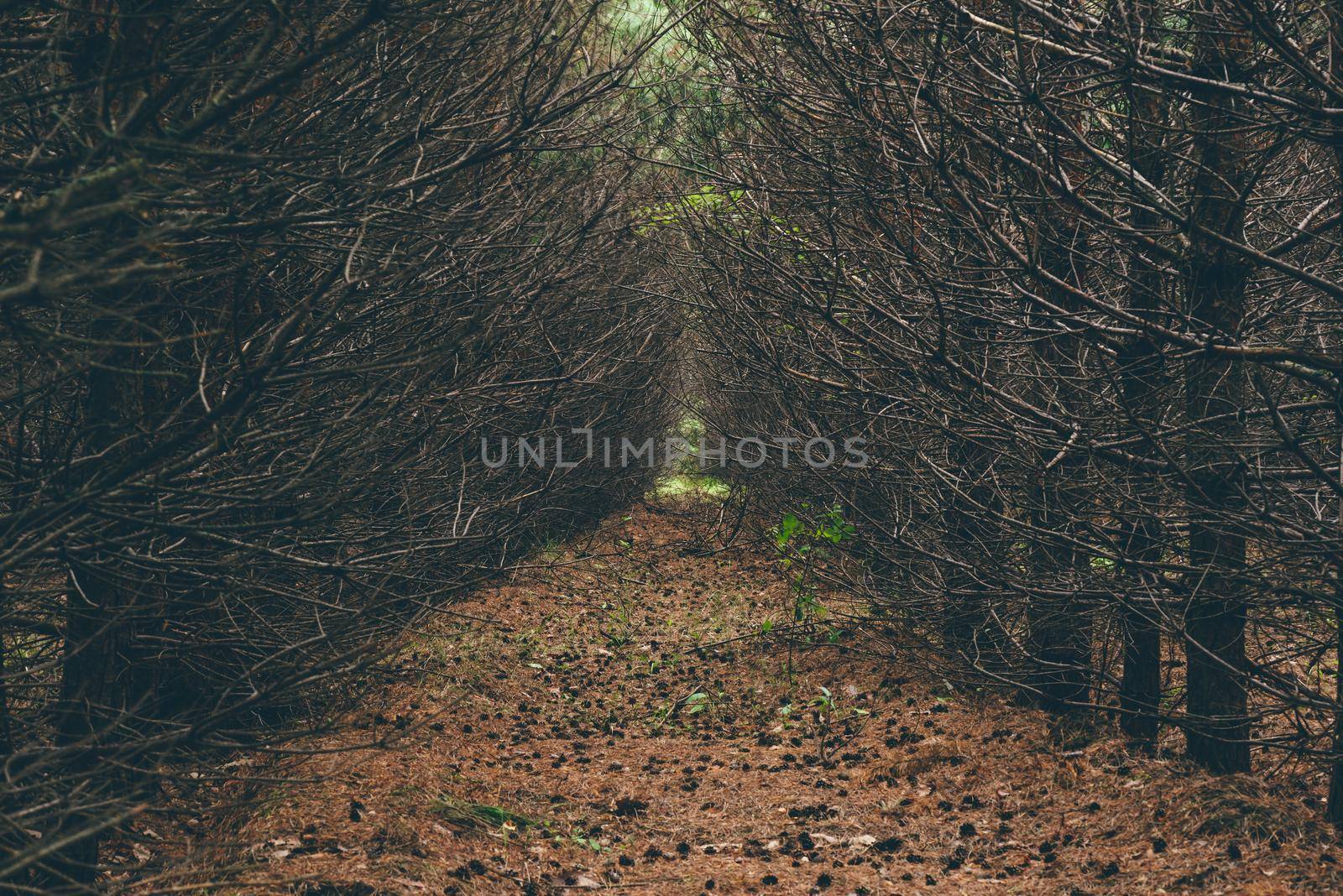 Dark pine forest with trees in a row