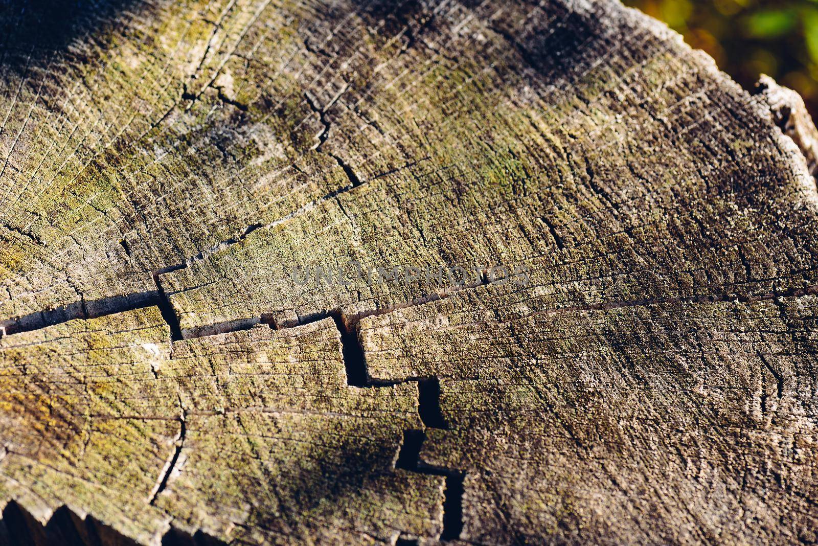 Background of old cracked stump by Seva_blsv