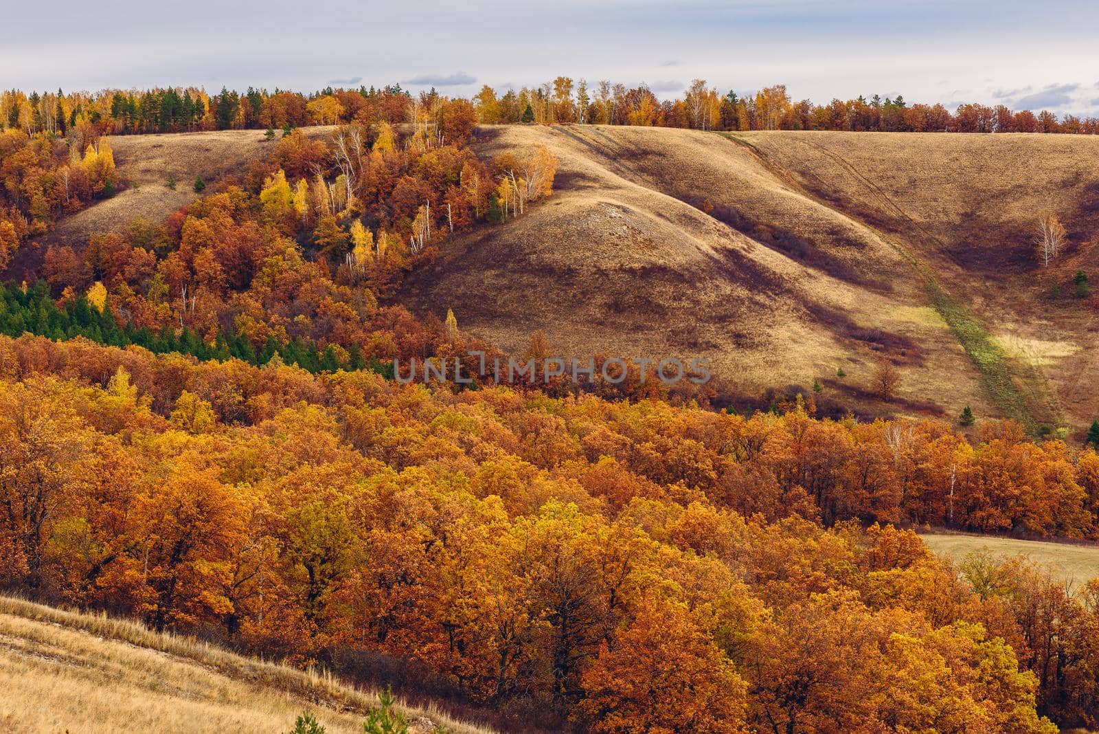 Autumnal forest on the hillside at overcast day