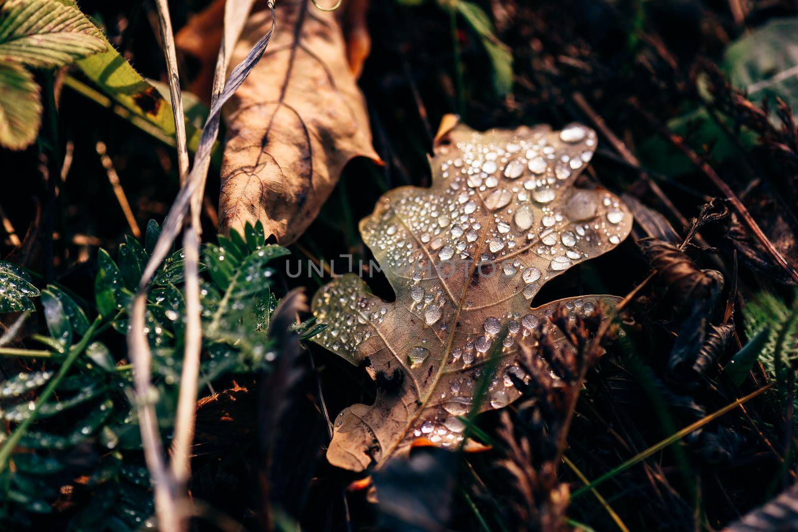 Fallen oak leaf with drops on surface after rain