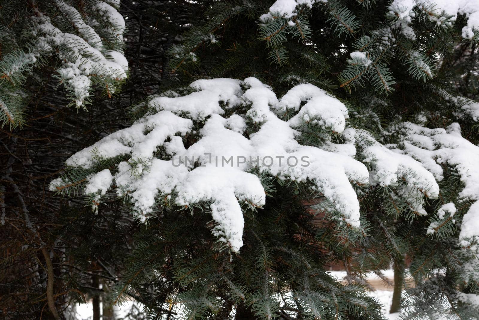 Christmas Fir branch in snow close up. Snow fir branch in forest. Road in the snow winter forest. Russian winter landscape. Christmas snow tree branch. Space for your text by lapushka62