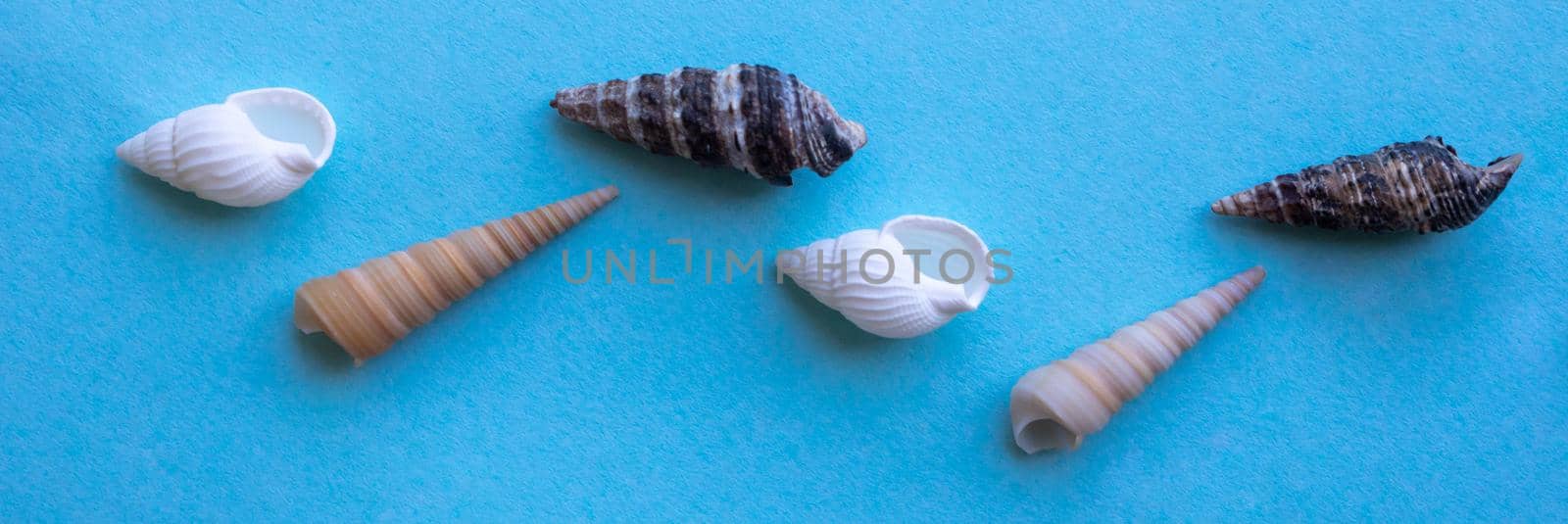 Panorama of sea shells on a blue background.