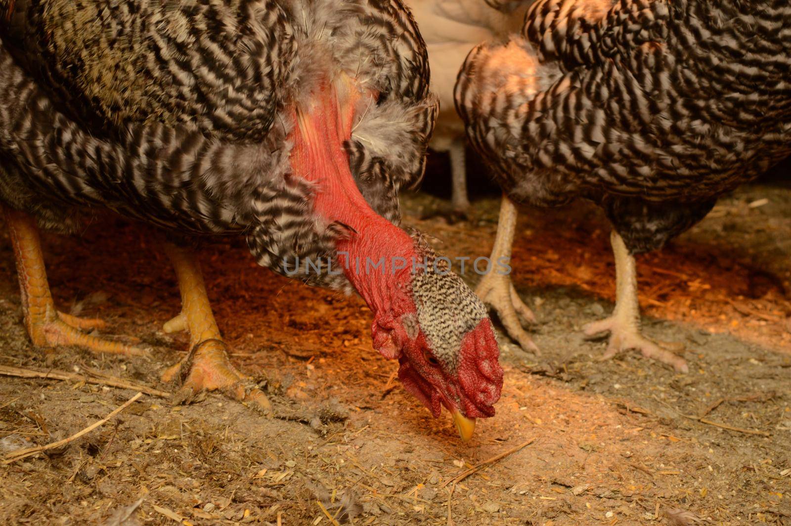 A closeup view of some domestic Turkens inside the chicken coop.