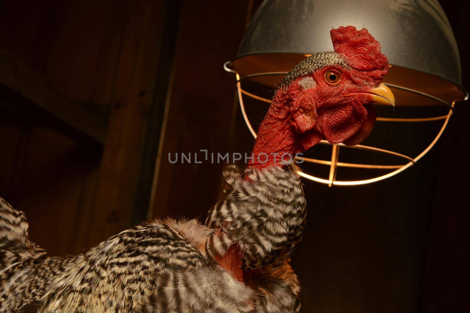 A closeup of a domestic Turken inside the chicken coop.