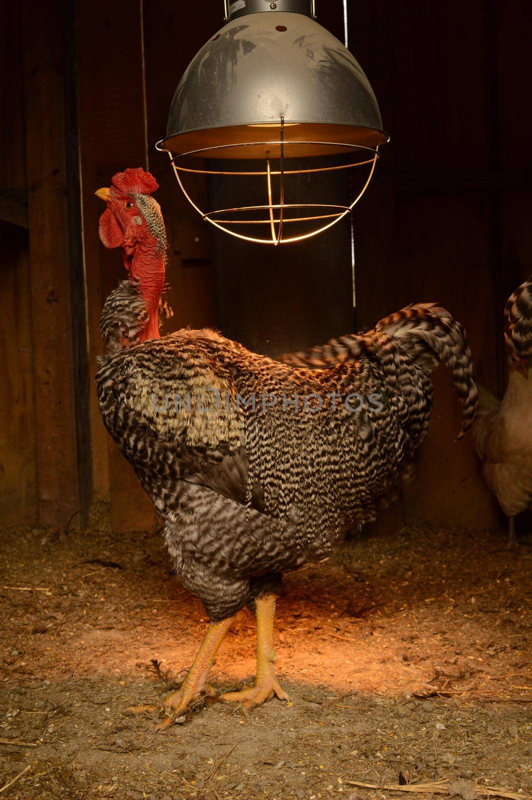 A full view of a domestic Turken inside the chicken coop.