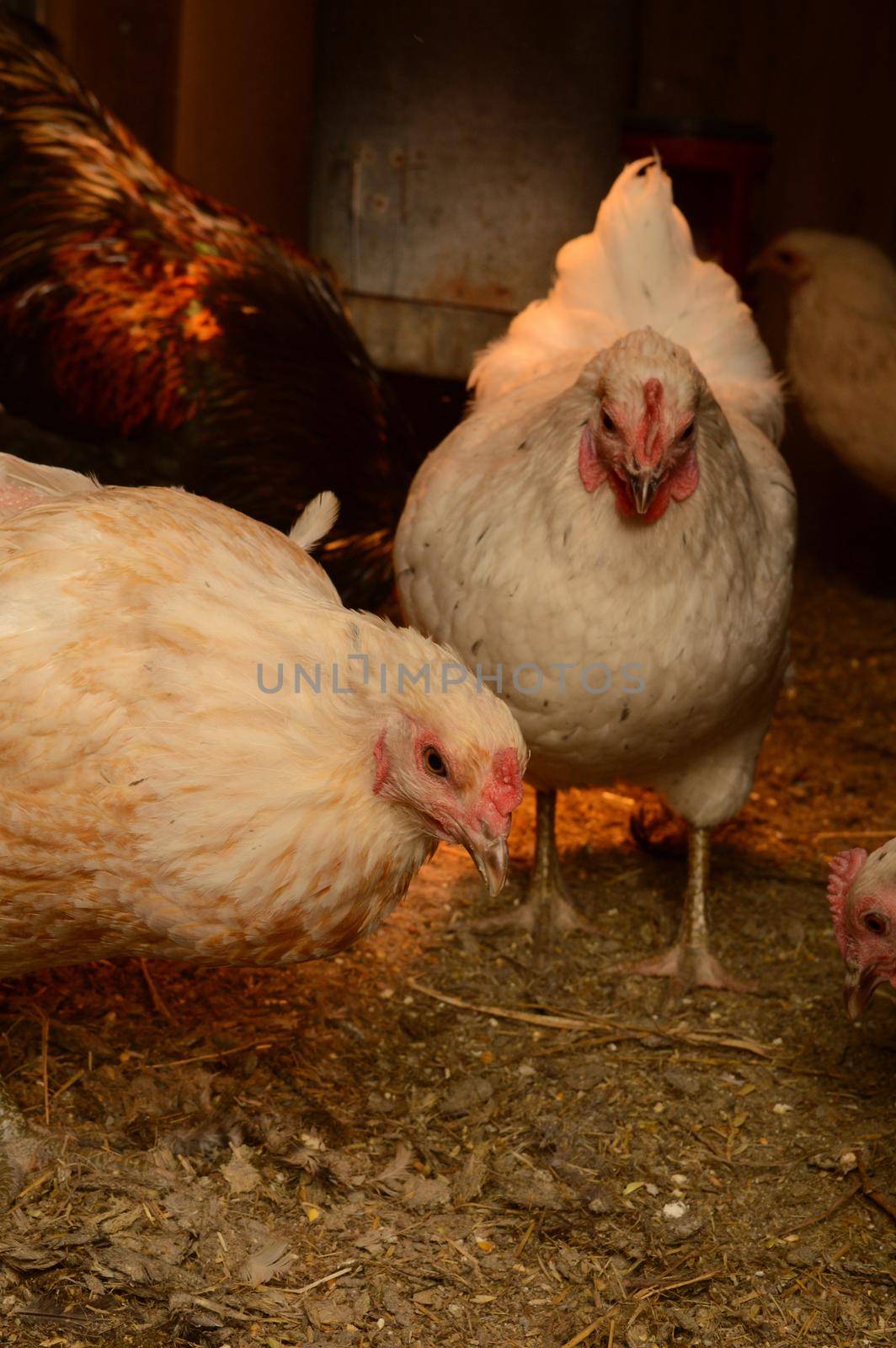 A view of the chickens from inside their housing coop.