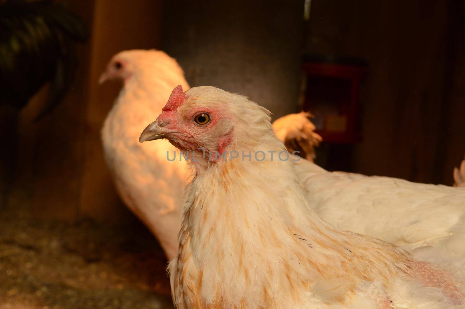 A closeup of the chickens inside their housing coop.
