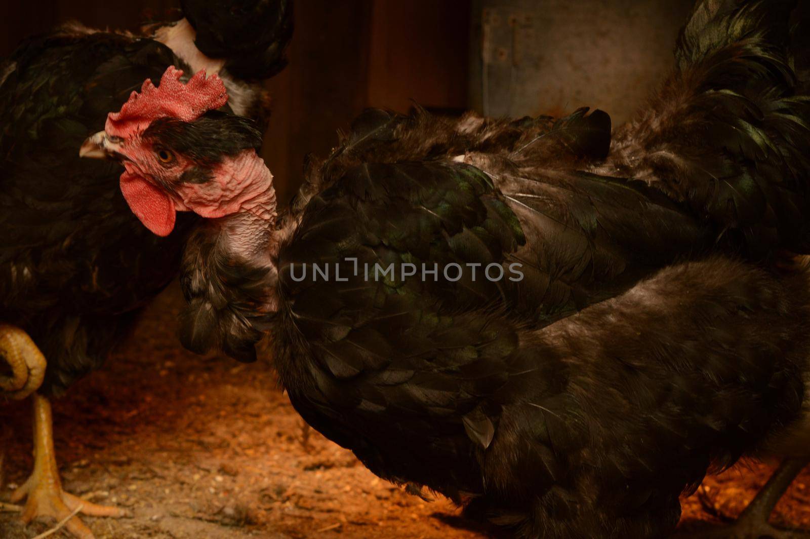 A closeup of a domestic Turken inside the chicken coop.