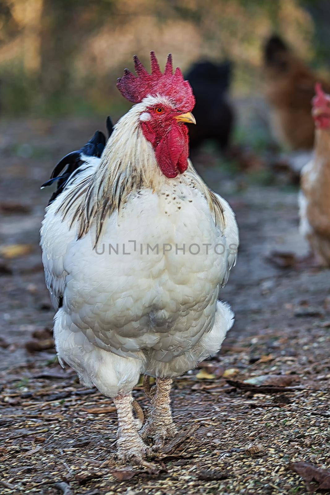 Portrait. There are chickens in the background.