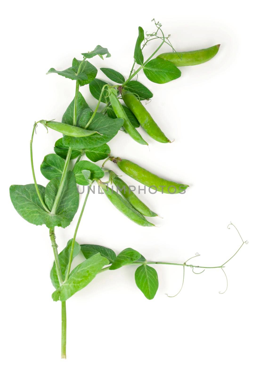 Isolated sweet green peas with green leaves. Top view. by aprilphoto