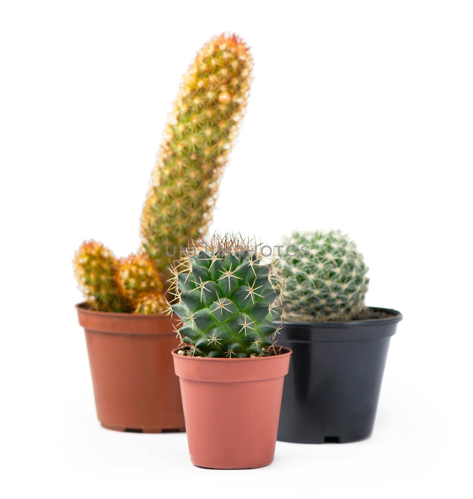 Different succulents and cactus in pots on white by aprilphoto