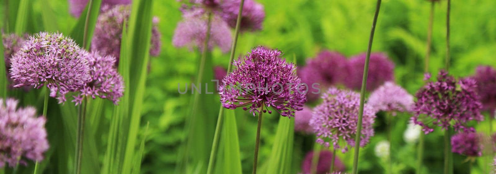 Wild purple spring flowers allium, horizontal border close up. Selection, cultivation of alliums