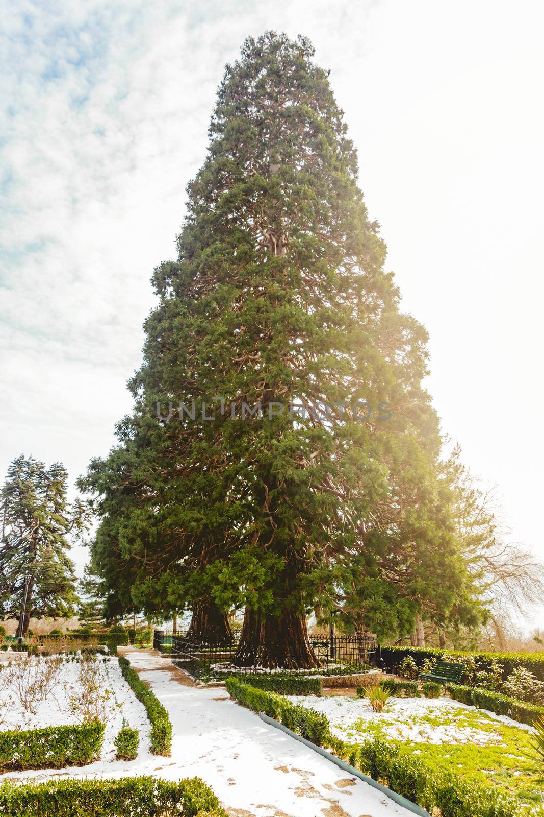 MASSANDRA, CRIMEA - February 10, 2015. Two giant Sequoia trees or Sequoiadendron giganteum near Massandra Palace. Chateauesque villa of Emperor Alexander III of Russia.