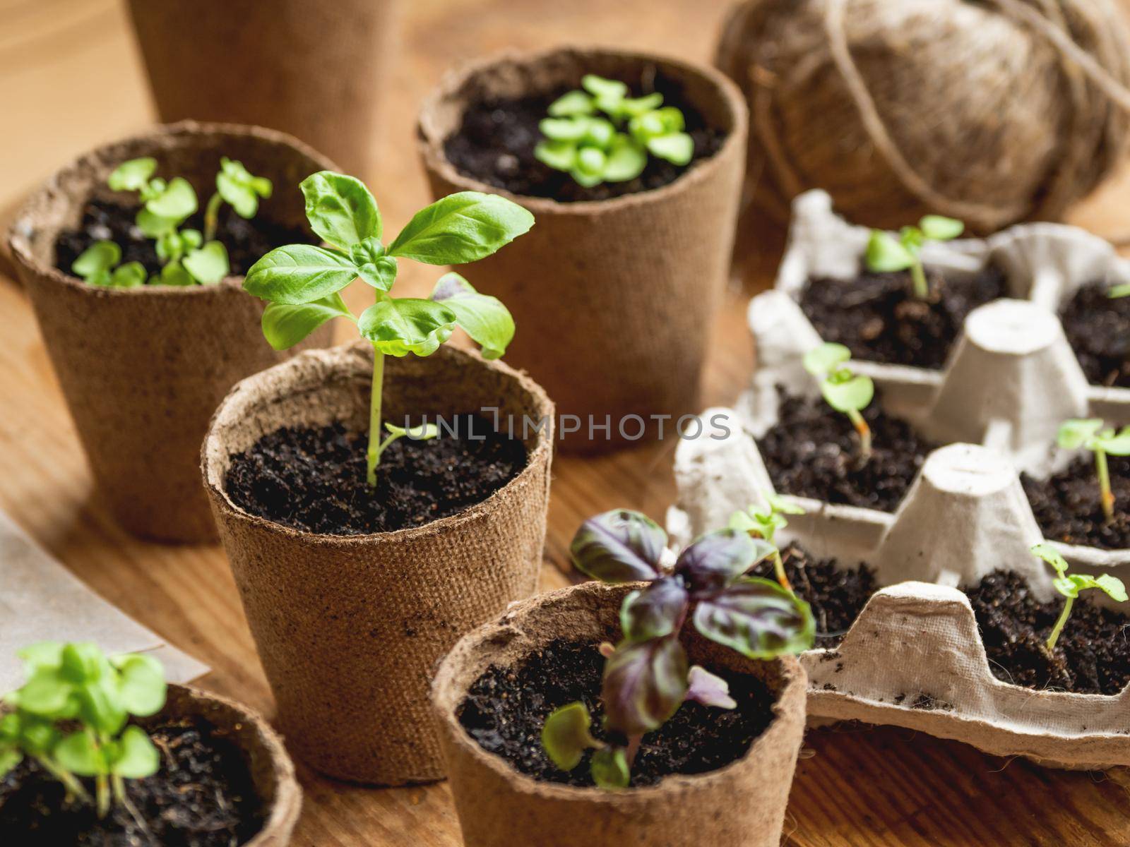 Basil seedlings in biodegradable pots on wooden table. Green plants in peat pots. Baby plants sowing in small pots. Trays for agricultural seedlings.