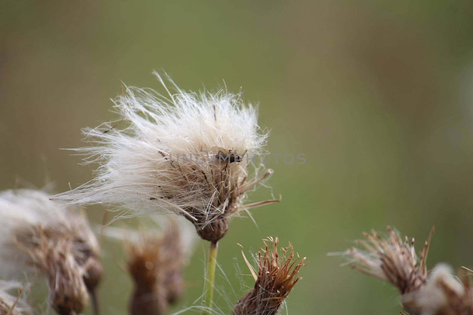 Close-up of a fly on a withered thistle against a green blurred background