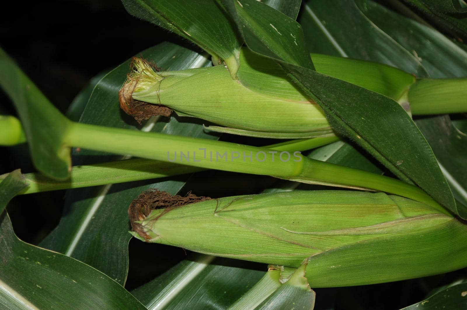 Close-up of two ears of corn before harvest